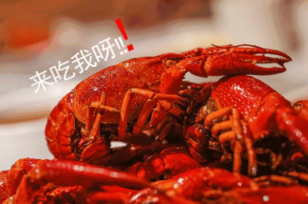 重磅通知，有“鉗”任性！千斤龍蝦空降淮南免費吃，精釀啤酒免費喝啦，速來參與
