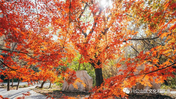 【圖說淮南】——八公山風(fēng)景區(qū)這個地方紅了！