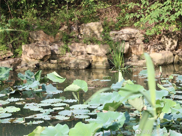 【圖說淮南】——淮南龍湖公園的夏景是什么樣的？