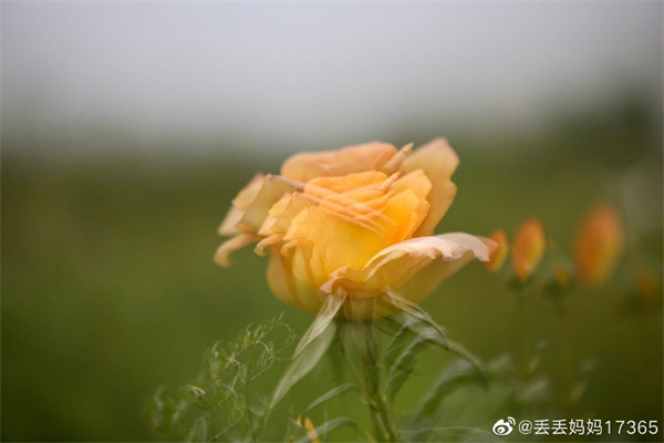 【圖說淮南】——只道花無十日紅，此花無日不春風(fēng)