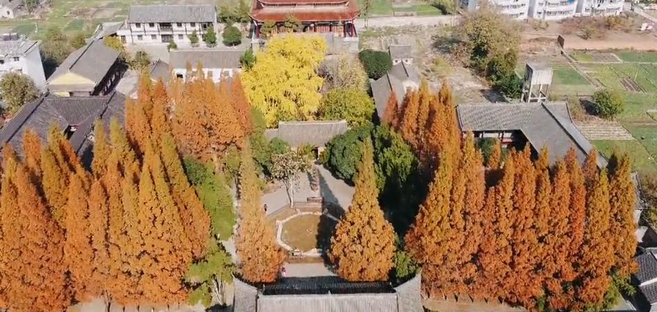 壽縣報(bào)恩寺，滿地金黃正當(dāng)時(shí)